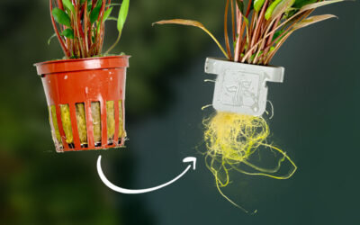 Shots Fired? Tropica Aims to Improve Aquarium Plant Packaging