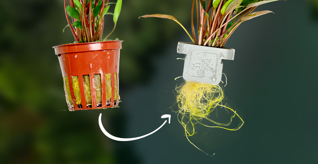 Shots Fired? Tropica Aims to Improve Aquarium Plant Packaging
