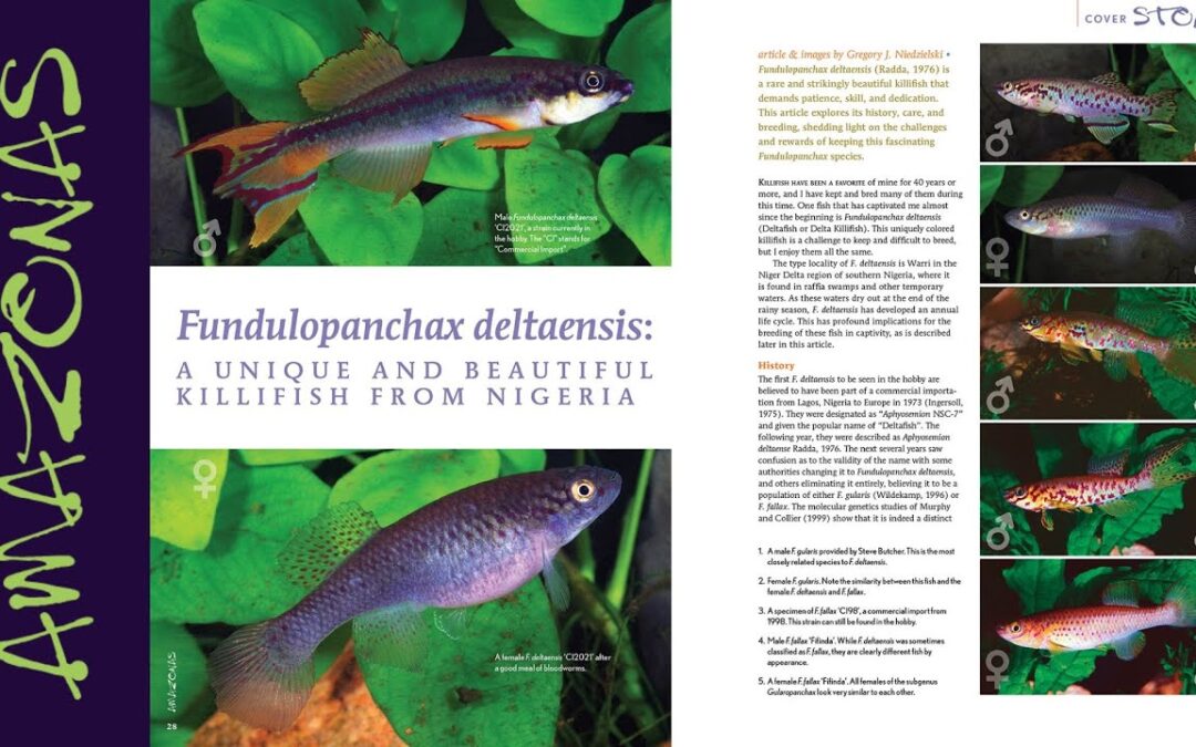 VIDEO Inside Look: AMAZONAS Magazine “FANTASTIC FUNDULOPANCHAX KILLIFISHES”