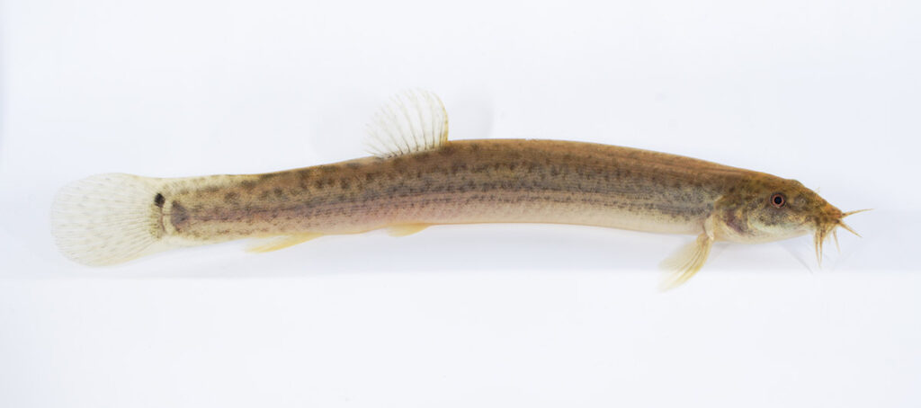 Misgurnus anguillicaudatus is popular, both as an aquarium fish and table fare, and is known under a wide range of common and trade names including Pond Loach, Oriental Weatherfish, Dojo Loach, Weather Loach, Japanese Weatherfish, and Amur Weatherfish. Image credit: 23frogger/Shutterstock