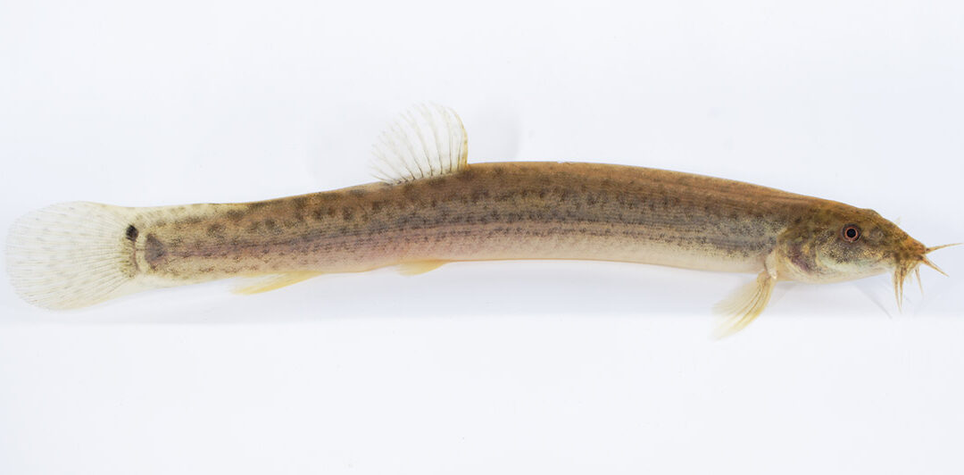 Weather Loach featured on USFWS Fish of the Week Podcast