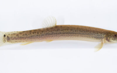 Weather Loach featured on USFWS Fish of the Week Podcast