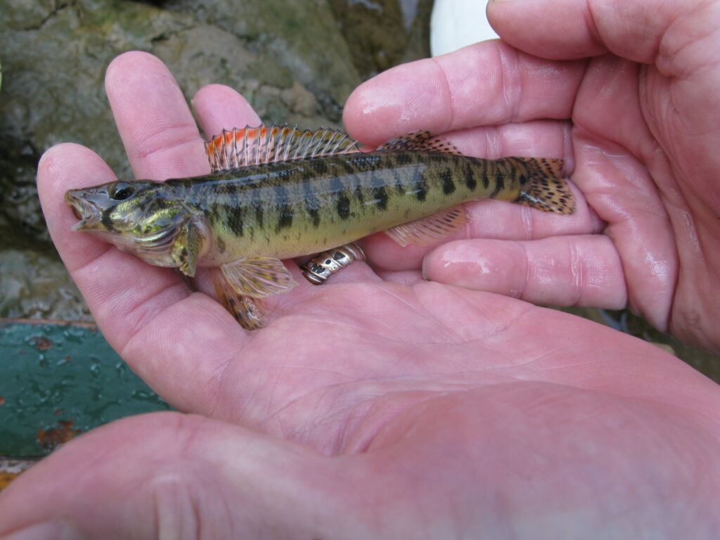 A photograph taken on August 18th, 2008, on the Smith River, downstream of Cotton Mill Spray Dam in the vicinity of Eden, North Carolina, depicts the formerly endangered Roanoke Logperch, Percina rex. Image credit: NC Wildlife Resources Commission, CC-BY-2.0