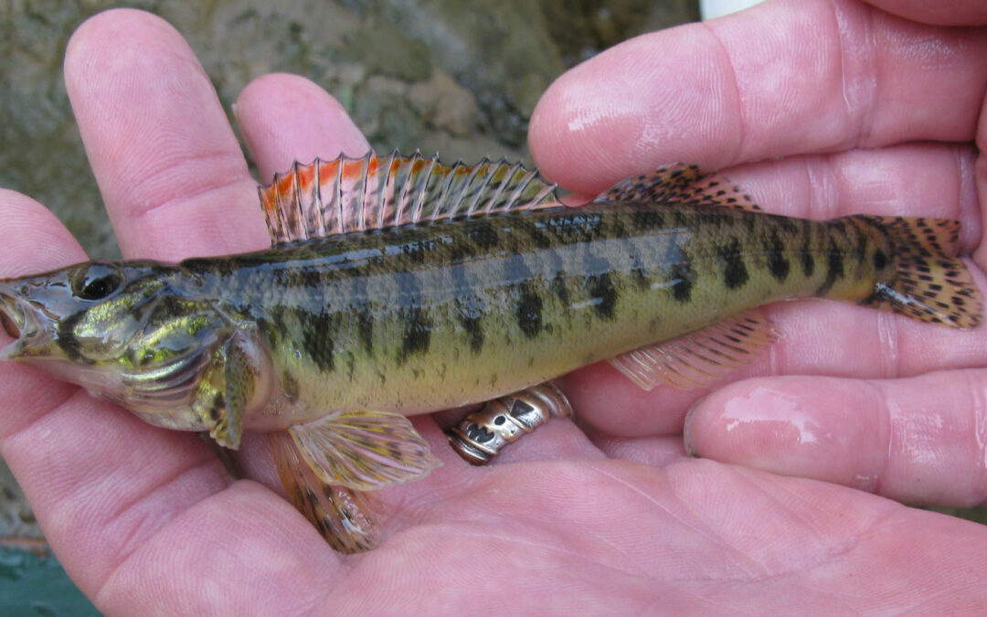Roanoke Logperch Delisted from Endangered Species List