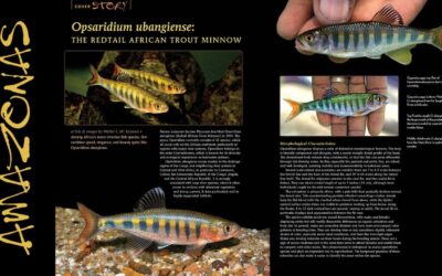 VIDEO Inside Look: AMAZONAS Magazine “CURRENT AFFAIRS”