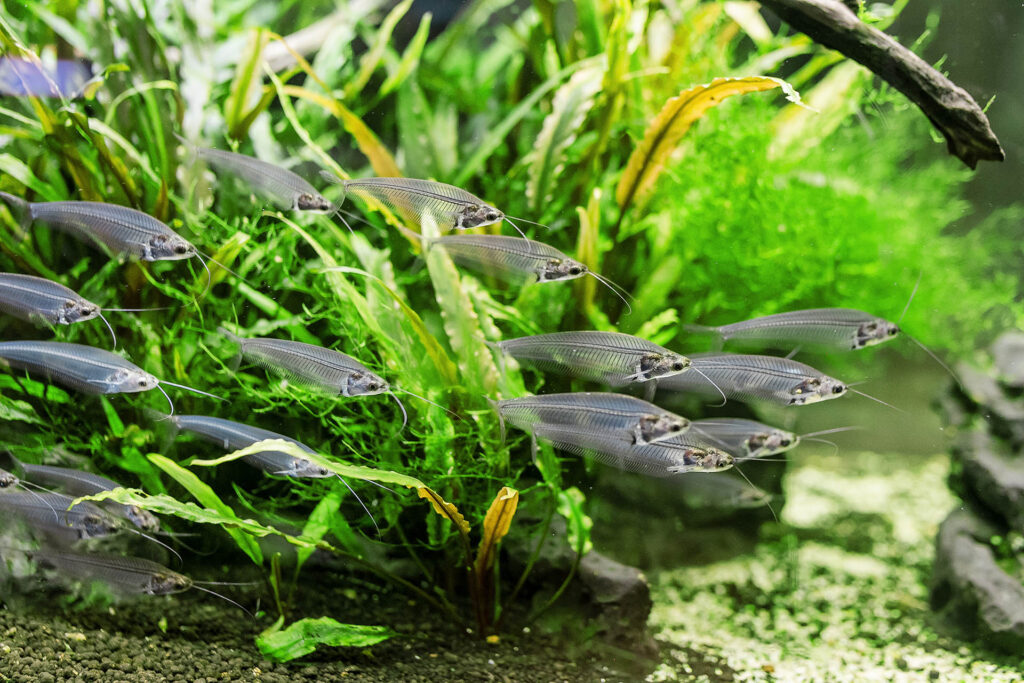 Kryptopterus vitreolus, the Glass Catfish, is one of several iconic aquarium fish species that could soon be banned from ownership in the state of Arizona if proposed rules are made law. The Pet Advoacy Network is pushing back. Image credit: frantic00/Shutterstock
