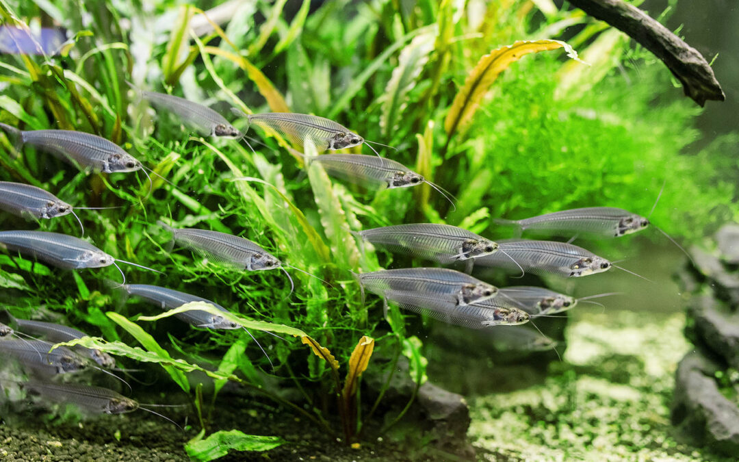 Pet Advocacy Network Submits Testimony Opposing Proposed Arizona Pet Fish Restrictions