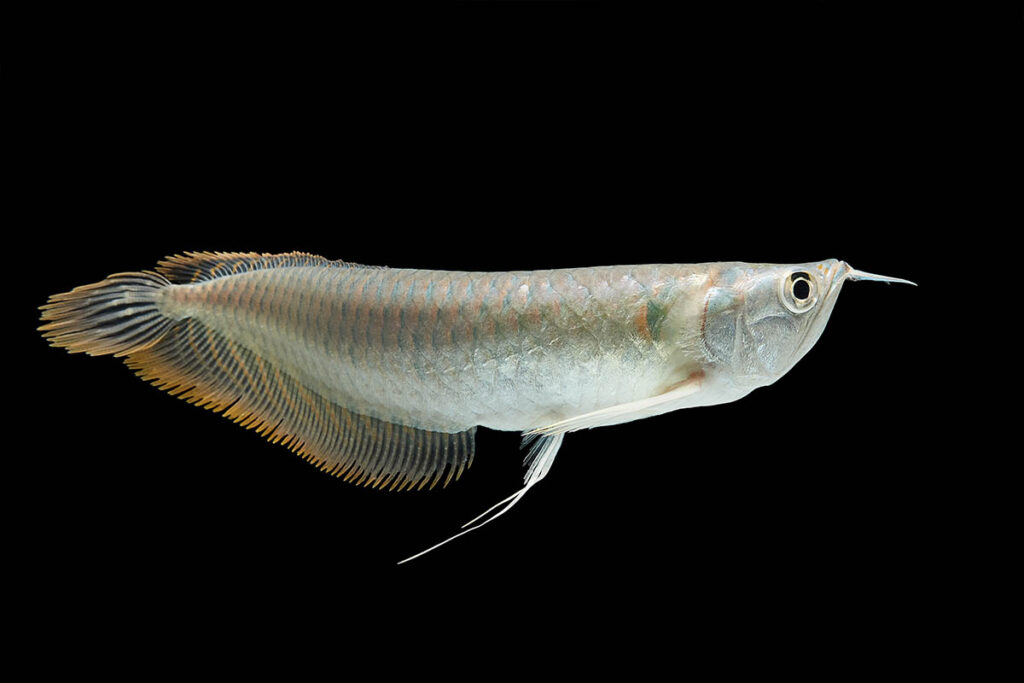 The Pet Advocacy Network argues that the Silver Arowana, Osteoglossum bicirrhosum, a member of the family Osteoglossidae, is a native of rainforests in South America, and poses no risk of becoming established in Arizona's waterways which routinely dip into the 40s and 50s F (4-10 C) during wintertime. Image credit: livingpitty/Shutterstock
