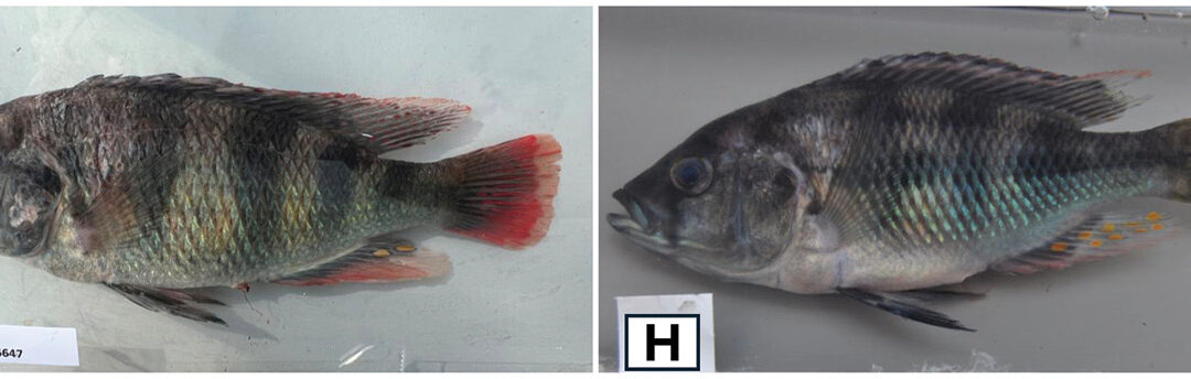 Two New Cichlid Species Described from Lake Victoria