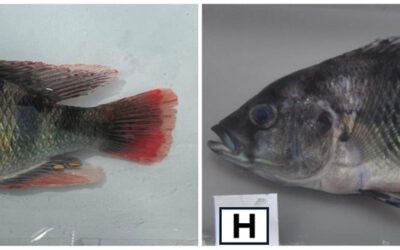 Two New Cichlid Species Described from Lake Victoria