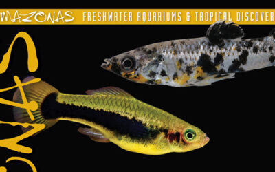 AMAZONAS Magazine Table of Contents November/December 2025