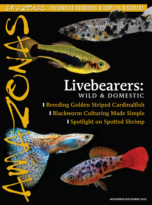 Click cover to order this back issue for your AMAZONAS collection.