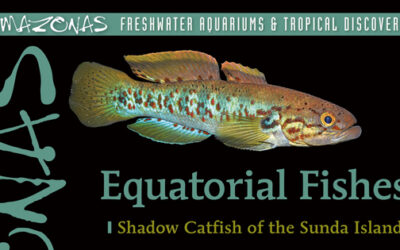 AMAZONAS Magazine Table of Contents January/February 2025