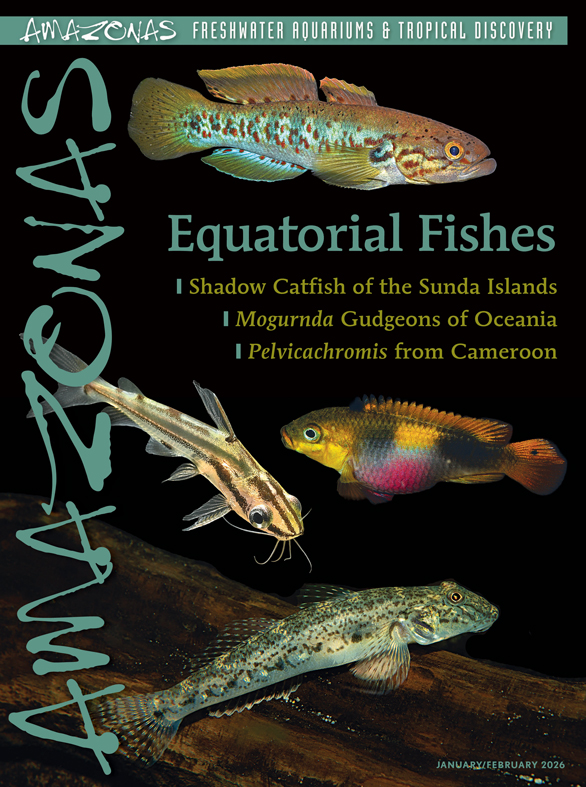 Click cover to order this back issue for your AMAZONAS collection.