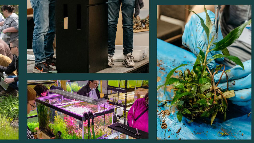 Sacramento, California to Host 2026 Aquatic Gardeners Association (AGA) Convention