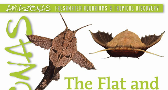 AMAZONAS Magazine Table of Contents March/April 2026