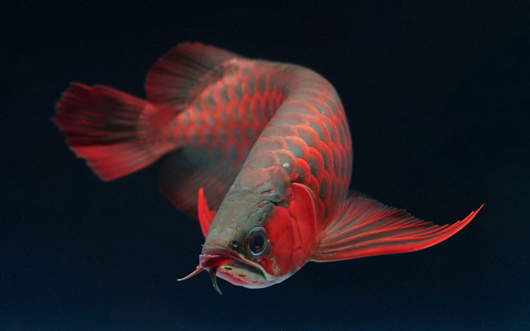 ALERT – USAQUA Files Intent to Sue After US Fish & Wildlife Service Fails to Consider Allowing Imports of Captive-Bred Asian Arowana from CITES Registered Facilities