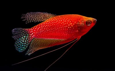 Starfire Red® Gourami, the Newest GloFish®