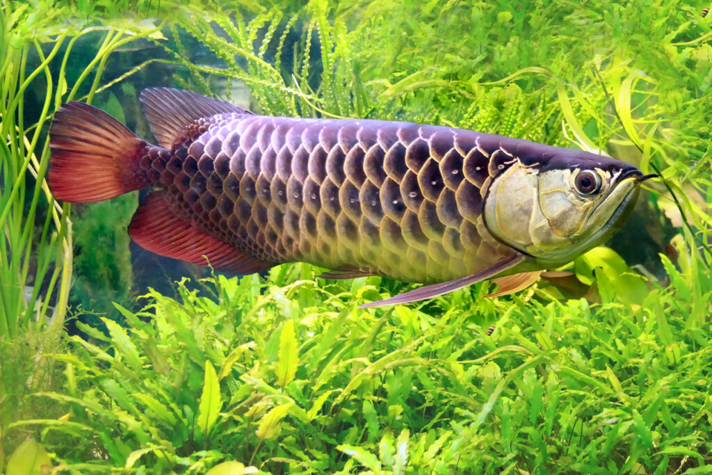 Scleropages formosus (Asian Arowana). Photo: Tatiana Belova/Shutterstock