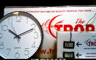 VIDEO: What Happens When Fish Are Shipped Properly