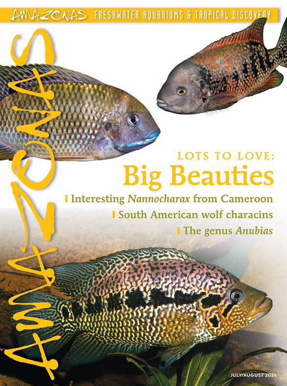 Click cover to order this back issue for your AMAZONAS collection.