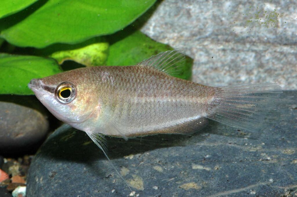 While these subadults appear rather somber, Sphaerichthys acrostoma can show some bold red coloration at times. Images copyright Ingo Seidel. 