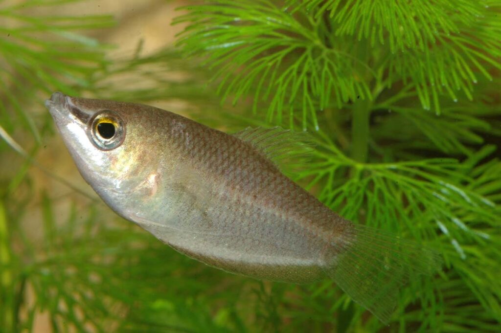 Male Giant Chocolate Gouramis like these will develop a horizontal body stripe that can become quite bold at times.