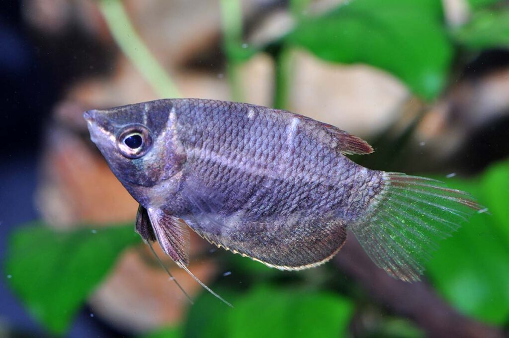 This is the species most aquarists think of first when they hear the name Chocolate Gourami: Sphaerichthys osphromenoides. Image copyright Ingo Seidel.