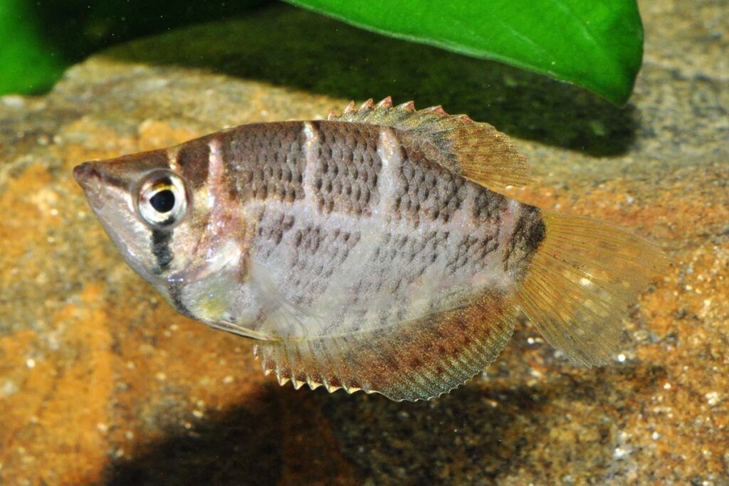 Sphaerichthys selatanensis might look familiar, but the Crossband Chocolate Gourami isn't exactly an everyday find in the aquarium hobby. Image copyright Ingo Seidel.