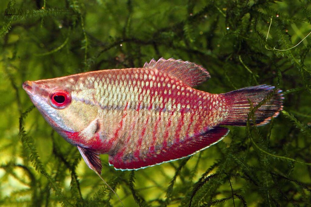 This female Samurai Chocolate Gourami, Sphaerichthys vaillanti, is completely fired up, displaying the bold coloration this species is known for. Males are less colorful and display a horizontal stripe. Image copyright Ingo Seidel.