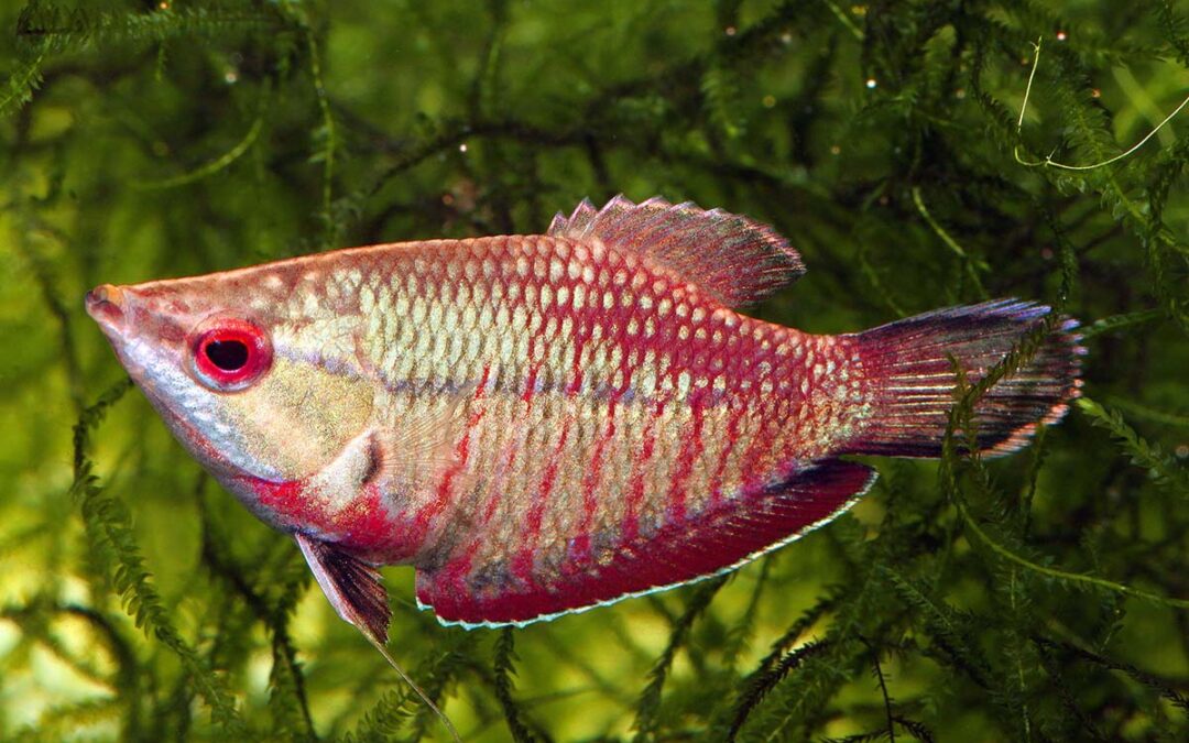 Finspiration’s Box of Chocolates—Chocolate Gouramis, That Is