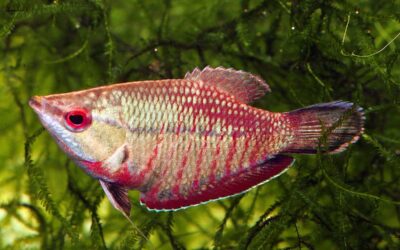 Finspiration’s Box of Chocolates—Chocolate Gouramis, That Is